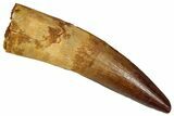 Fossil Spinosaurus Tooth - Real Dinosaur Tooth #350071-1